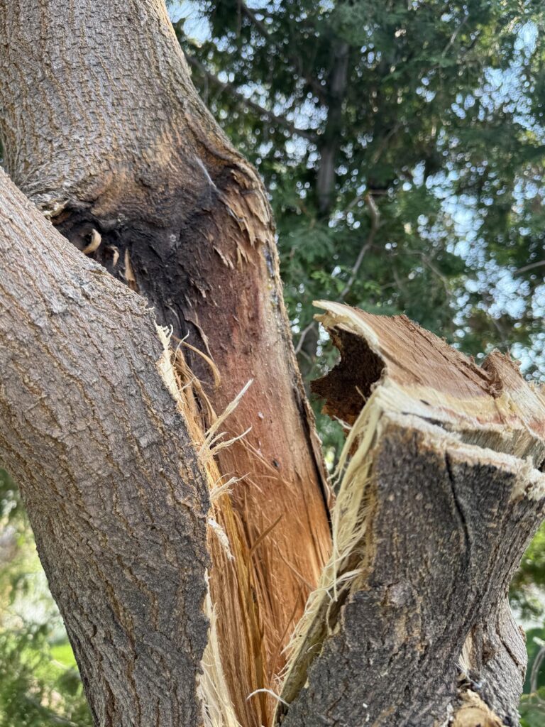 Mulberry Tree - am I cooked?