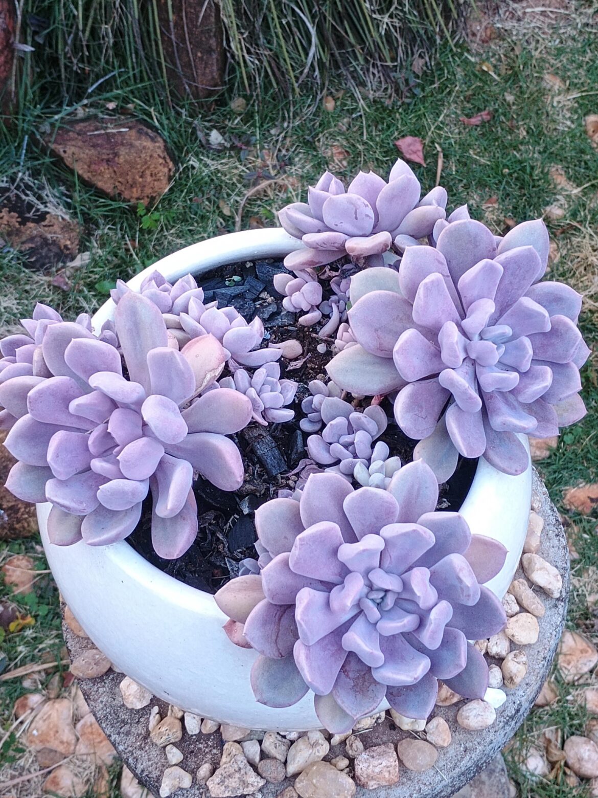 Echeveria 'Cupid'