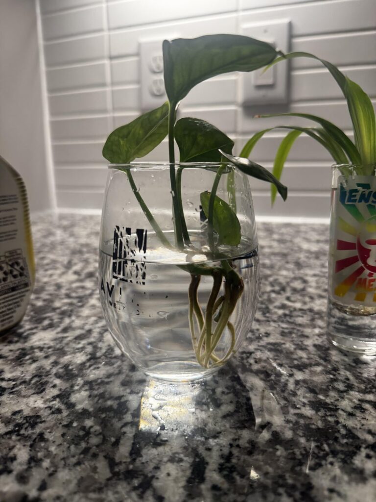 Roooooots!!!!! Wooohooooooo. My first time propagating.