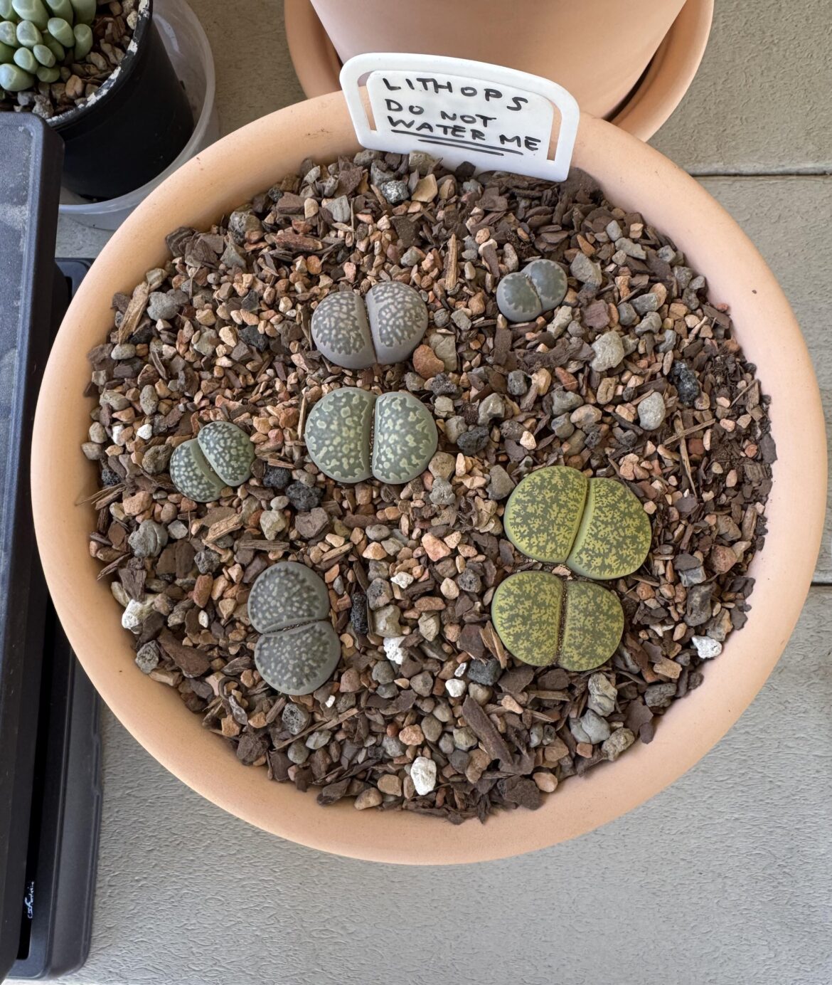 Home Depot lithops
