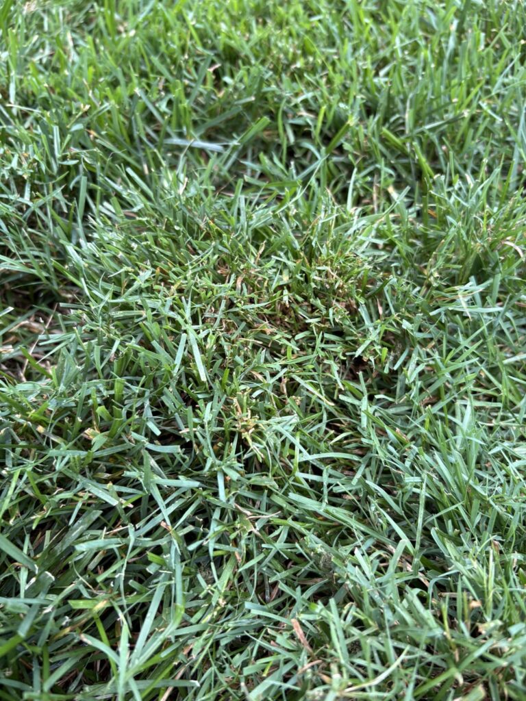 What is this grass and is it trash?