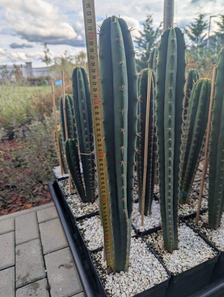 10 months from seed