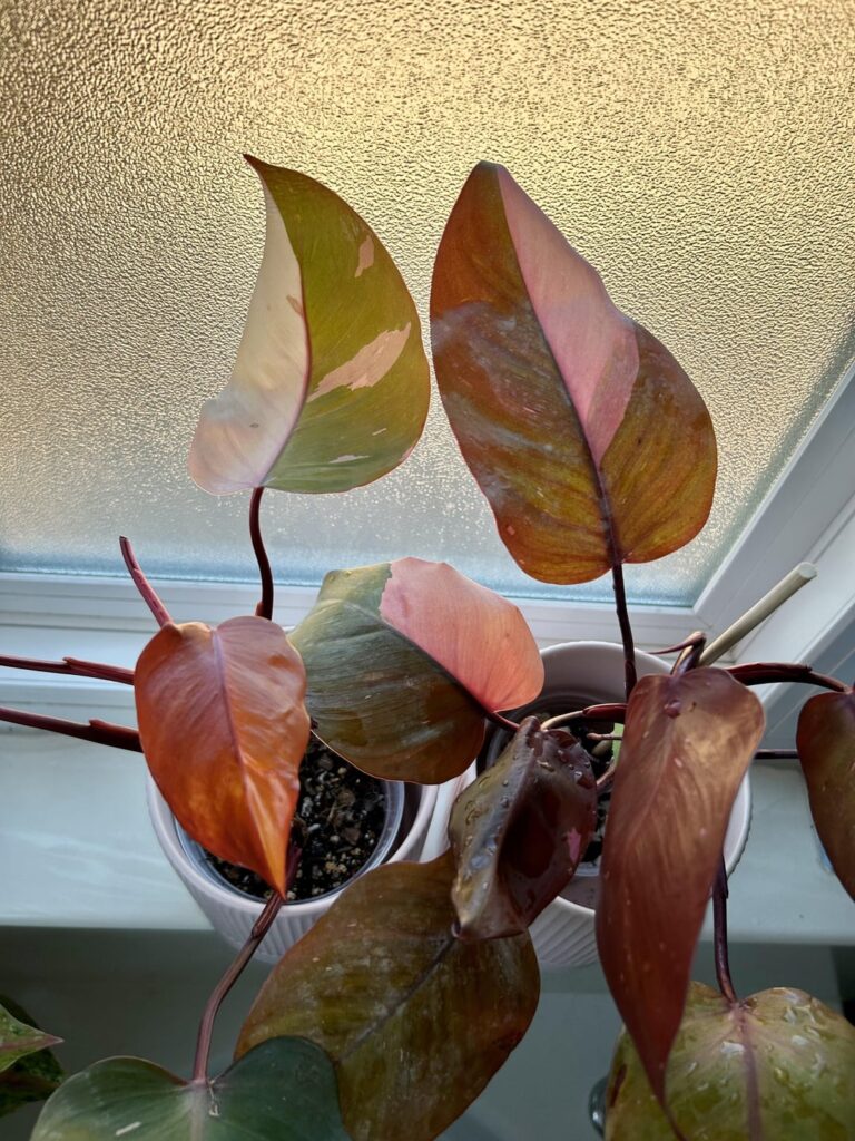 Philodendron persimmon princess pink leaves 💗