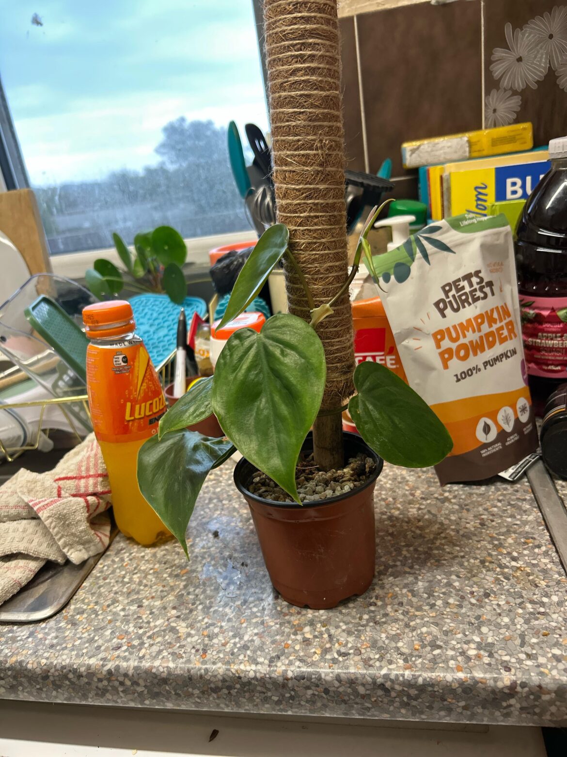Name this plant