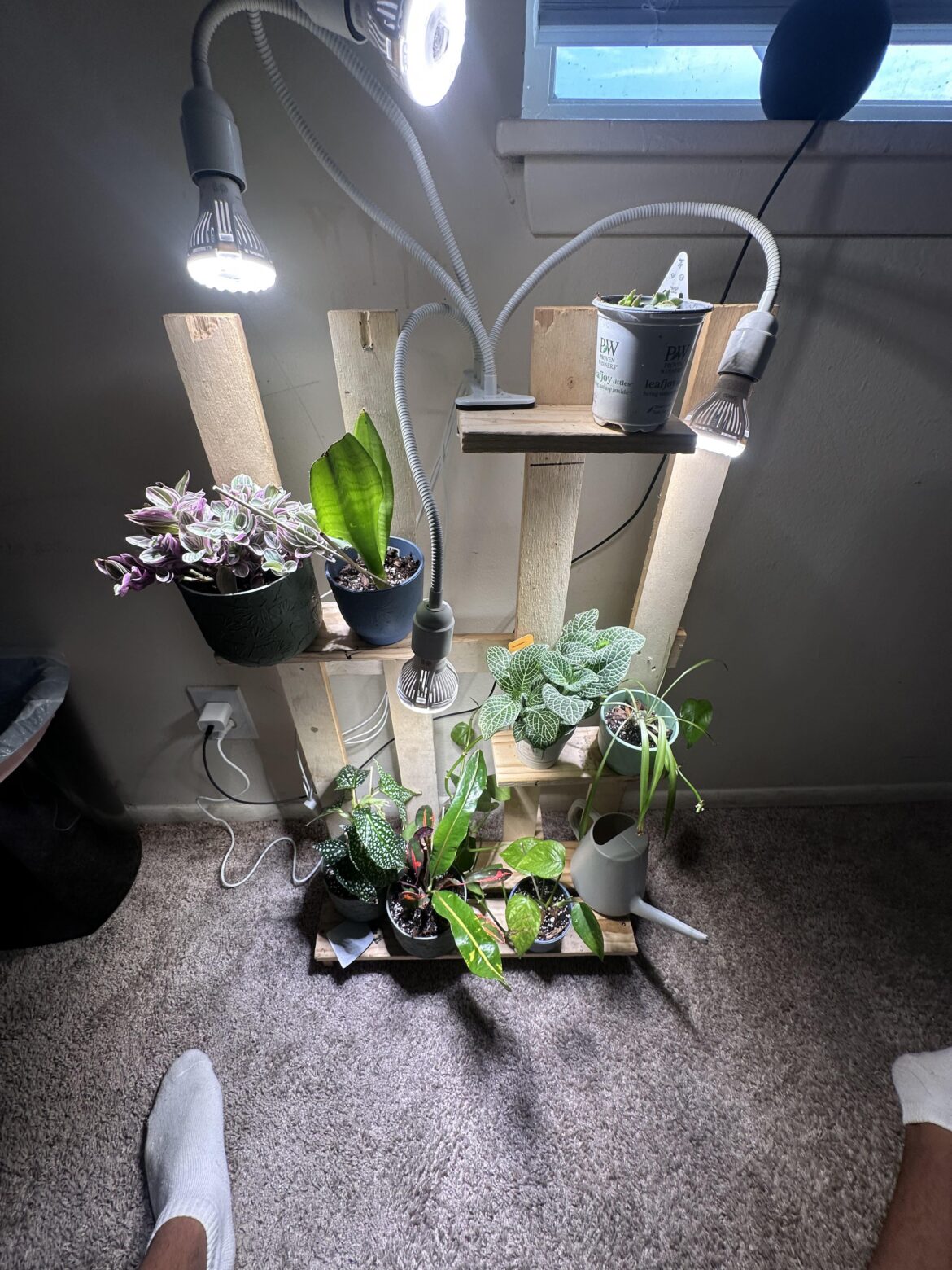 My first plant set up