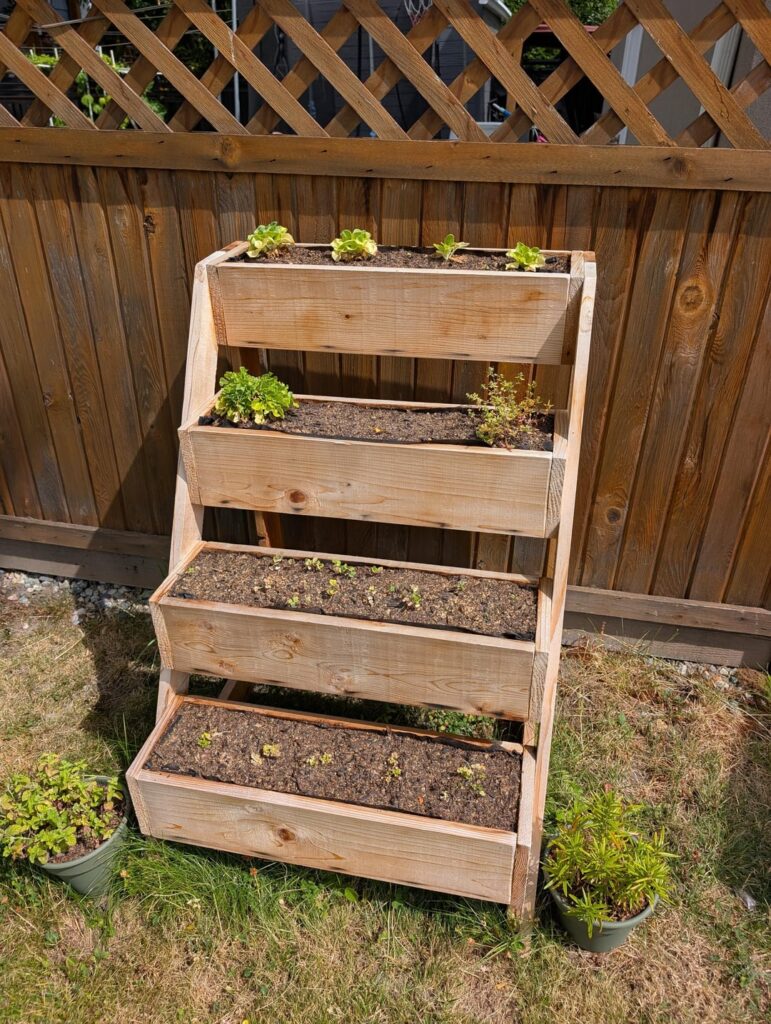 What's wrong with my lil garden? 😢