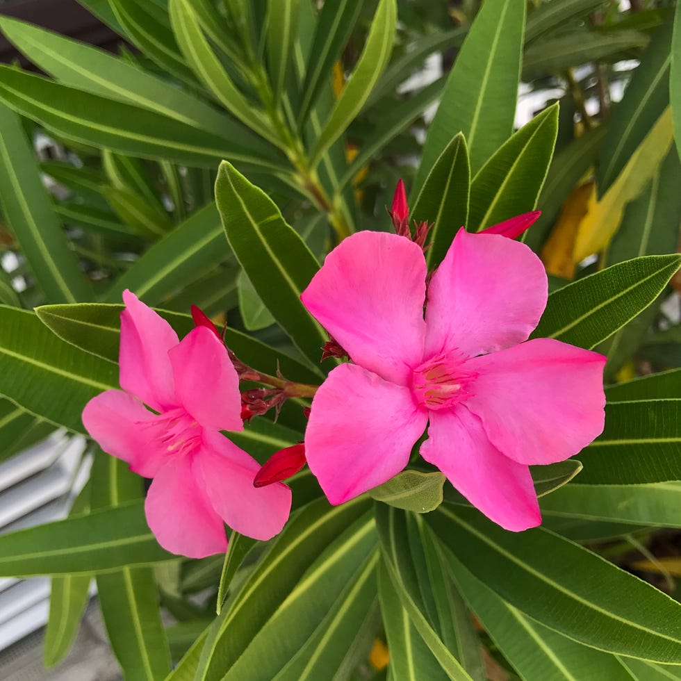most toxic plants, oleander