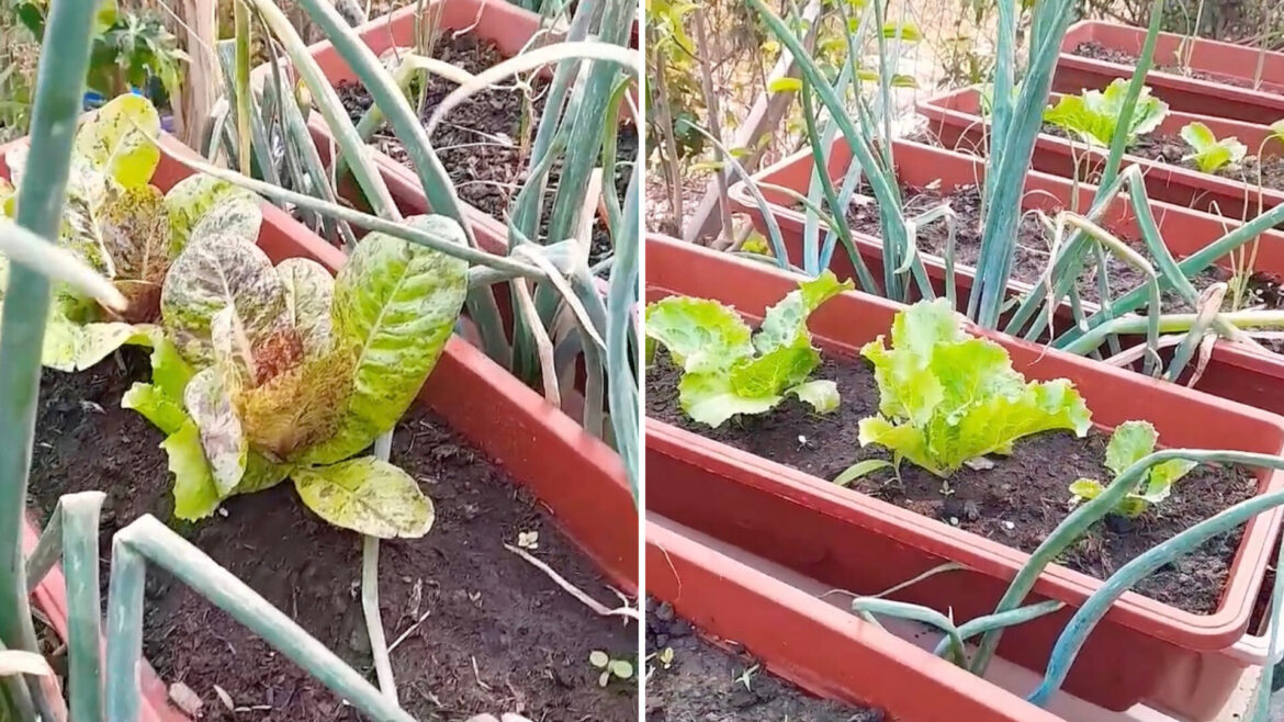 Gardener shares simple growing hack to keep leafy greens safe from pests: ‘Looking healthy and fantastic’ "Beautiful garden."