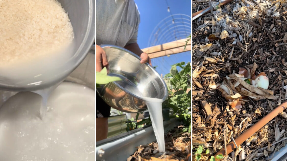 Gardener shares unexpected reason you should be saving rice water: ‘A real-life cheat code’ "This is liquid gold."
