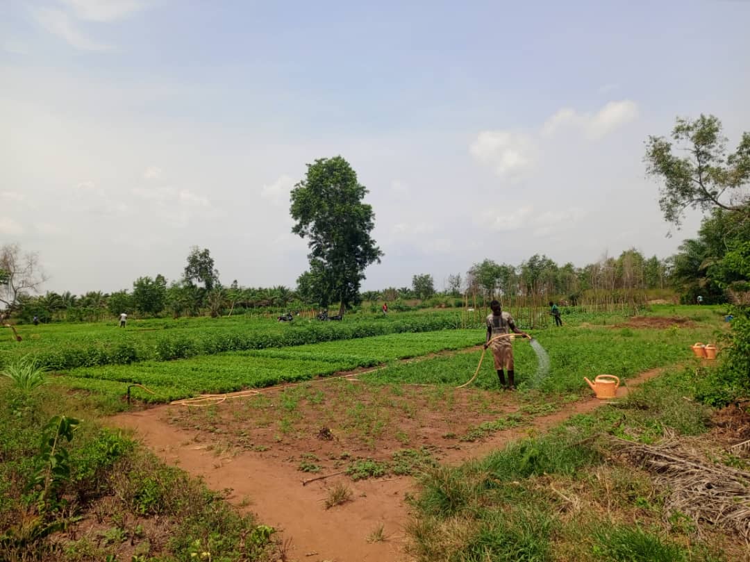 Les maraichers de la Coopérative Agro-Eco font l’irrigation à l’aide d’un système photovoltaïque. Image de Ange Banouwin pour Mongabay.