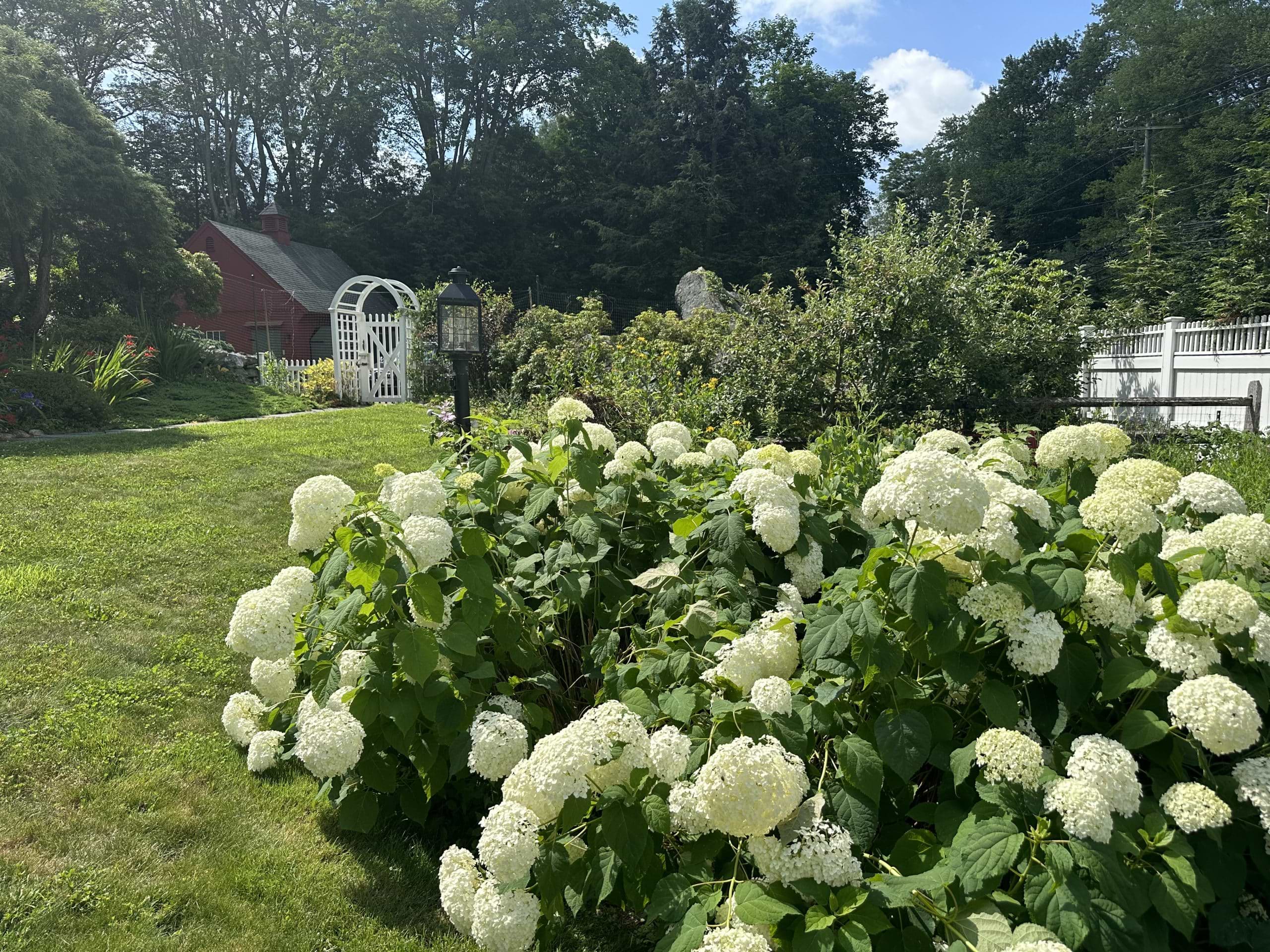 Hydrangea arborescens in bloom this summer at Alice Ely’s Weston home.