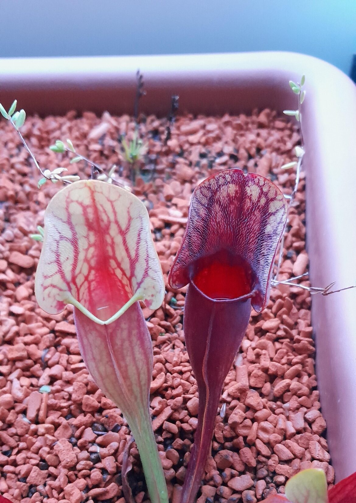 Sarracenia x Dracula pitchers, before and after getting colour.