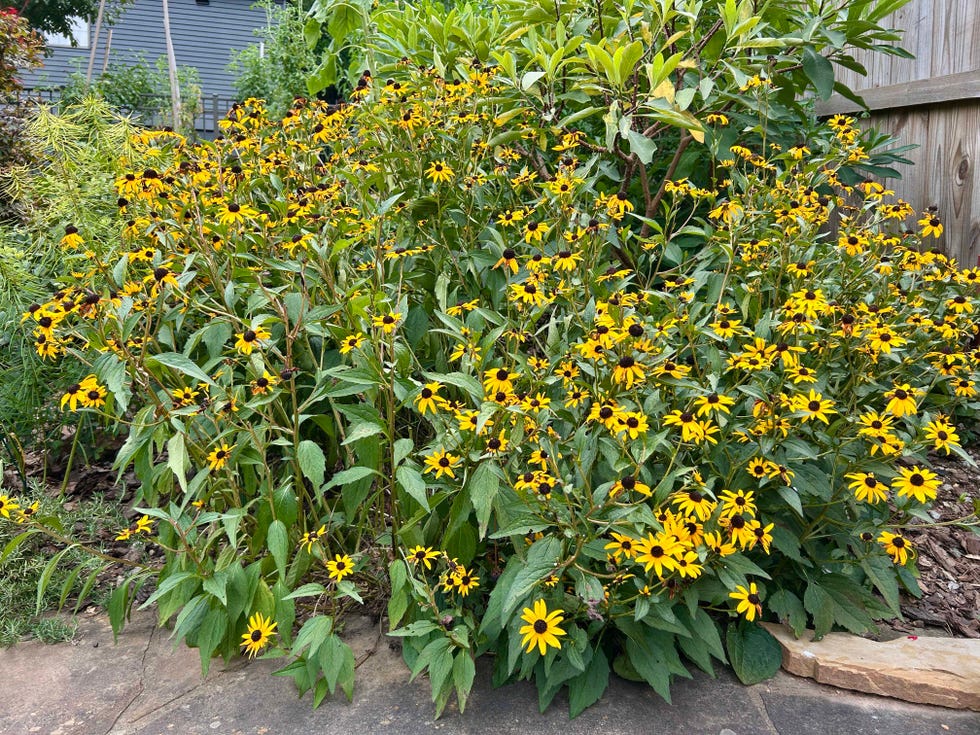 black eyed susan plant