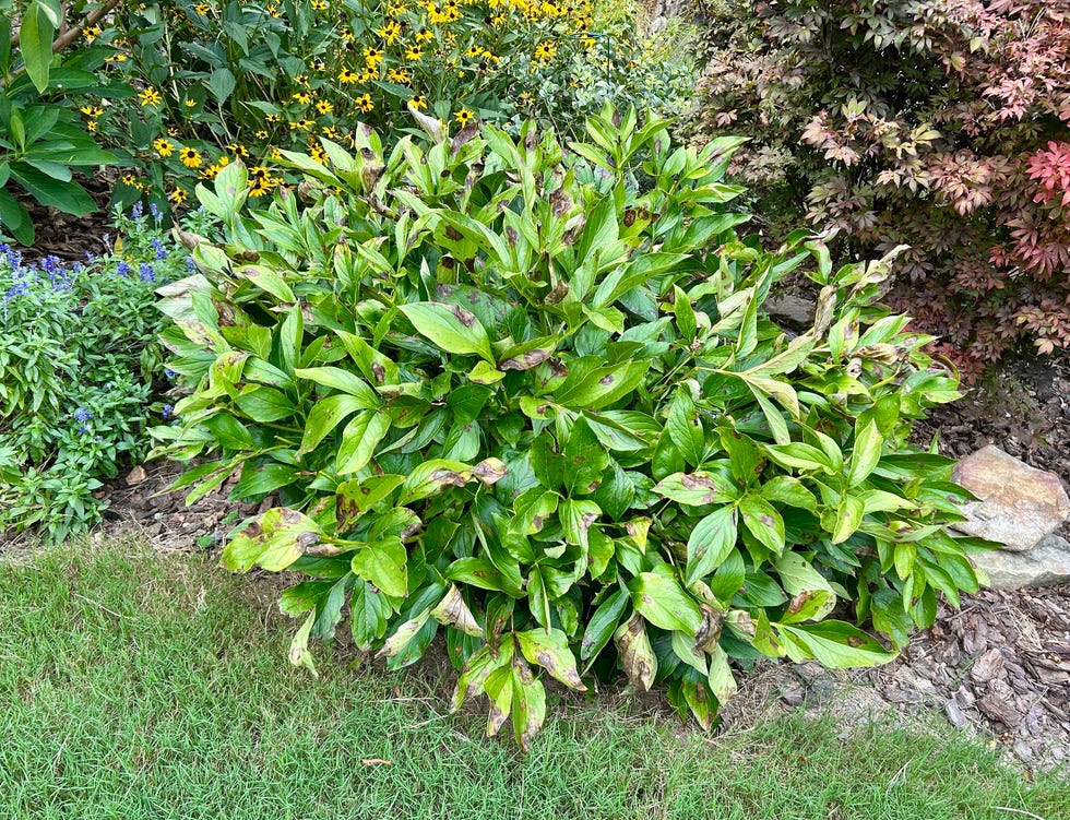 peony plant