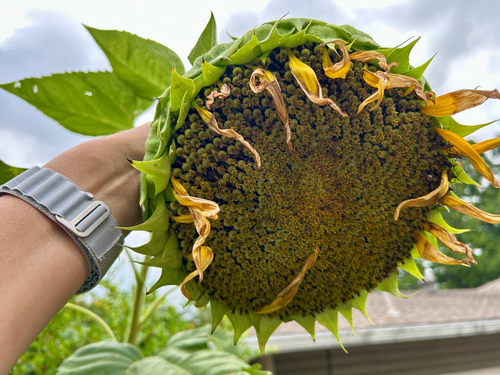 sunflower bloom ready to be harvested