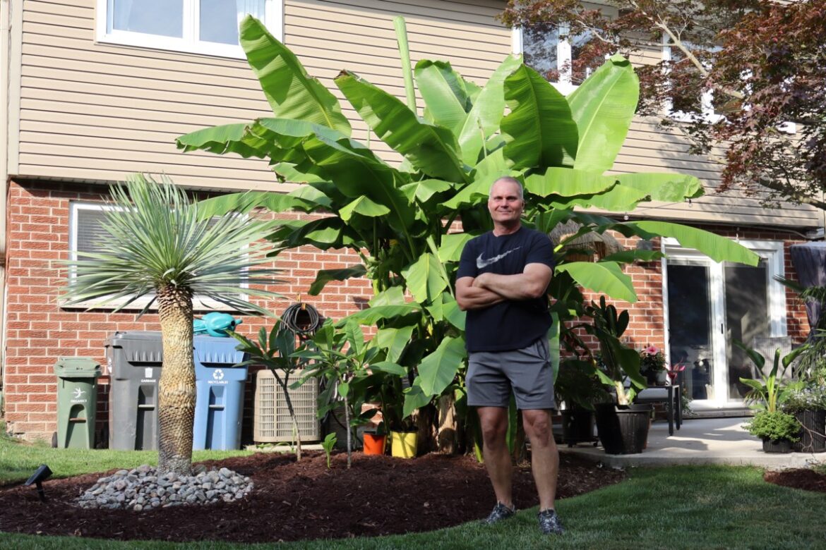 Bountiful bananas? New plant hardiness zone inspiring local gardeners Bountiful bananas? New plant hardiness zone inspiring local gardeners