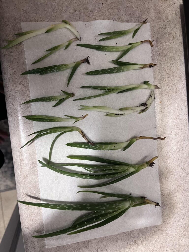 I am drowning in aloe I am drowning in aloe