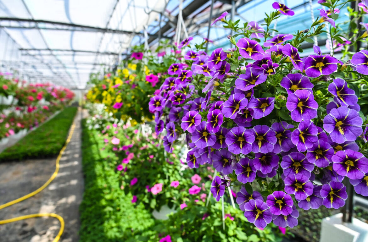 ‘This … stopped me from buying’ "We don't need to be planting invasive species."
