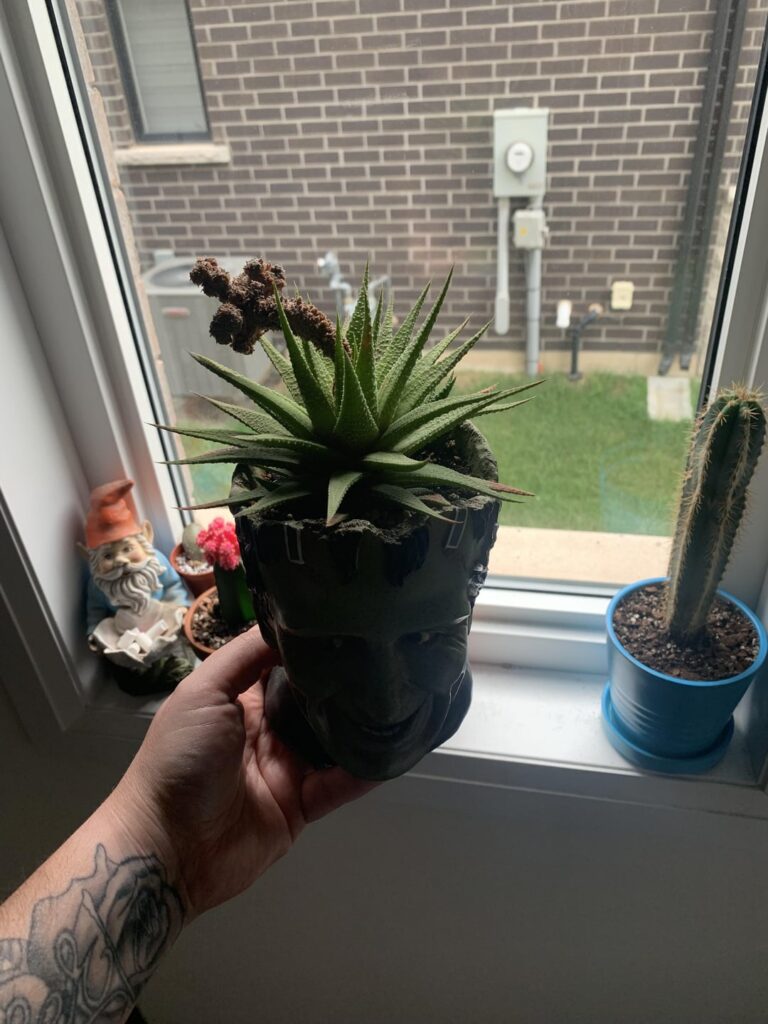 Im being told i have aloe mites? Im being told i have aloe mites?