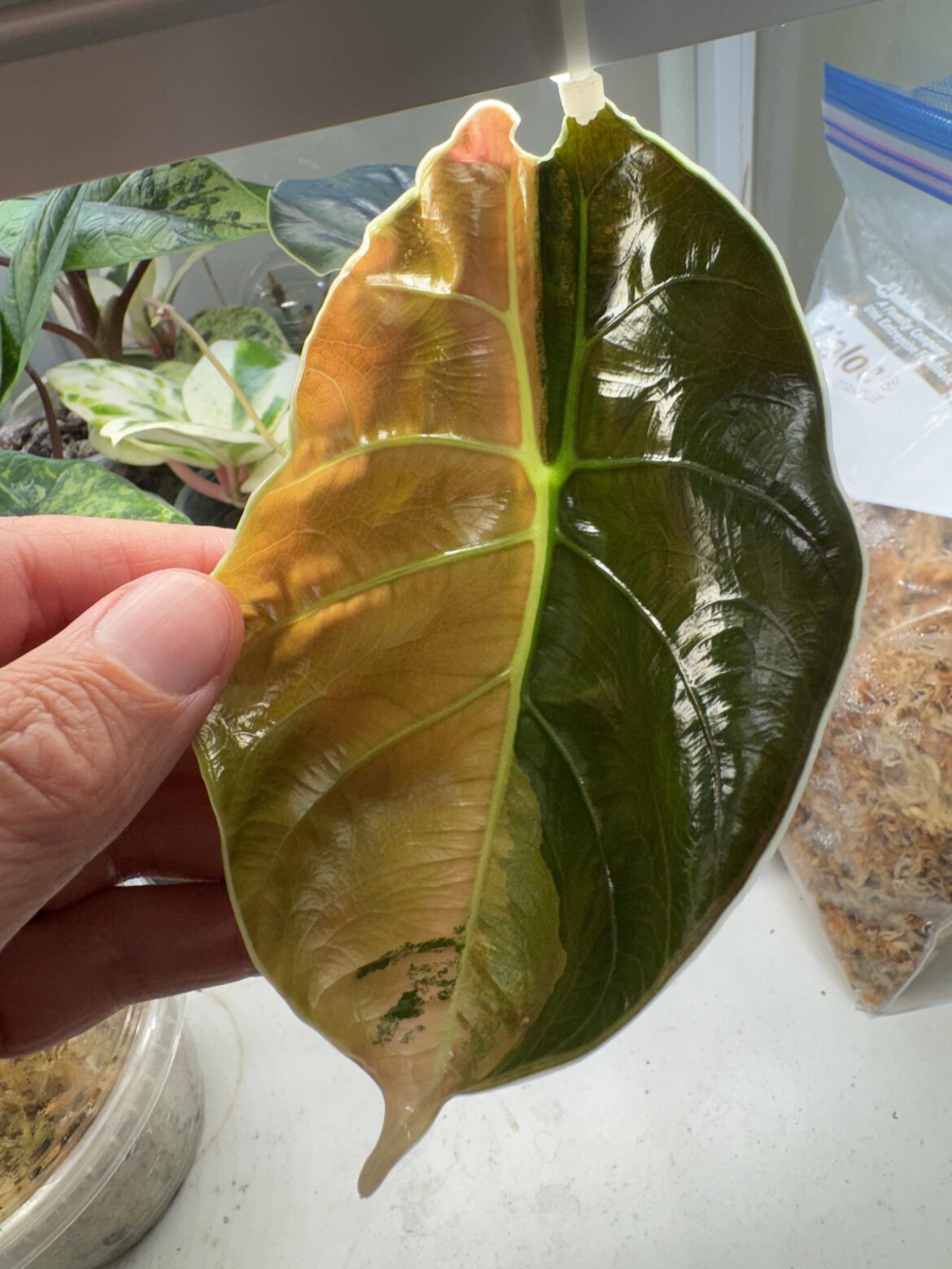 Alocasia Azlanii Aurea