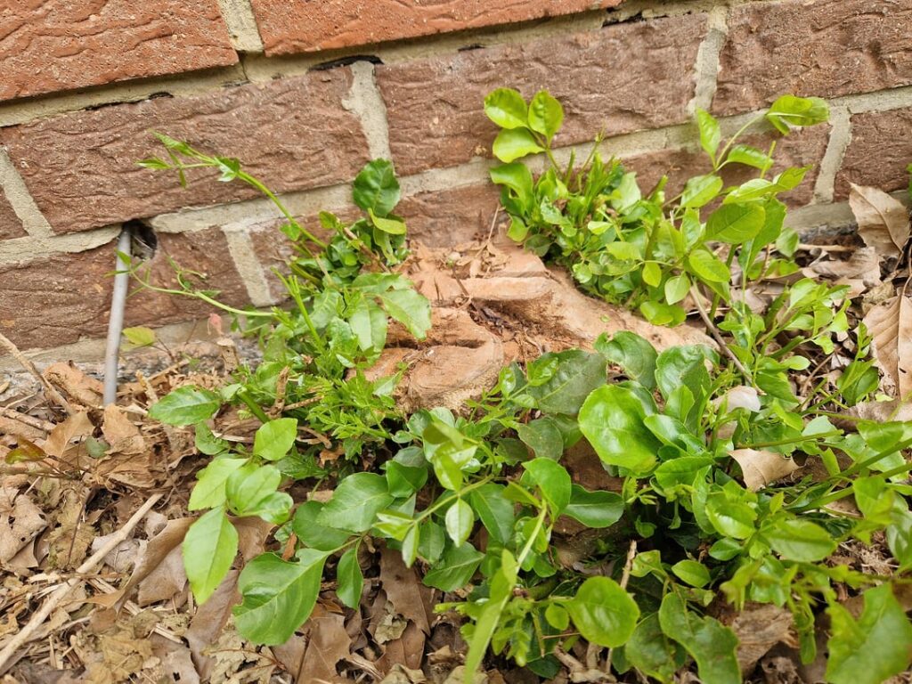 How to kill this unkillable tree stump?