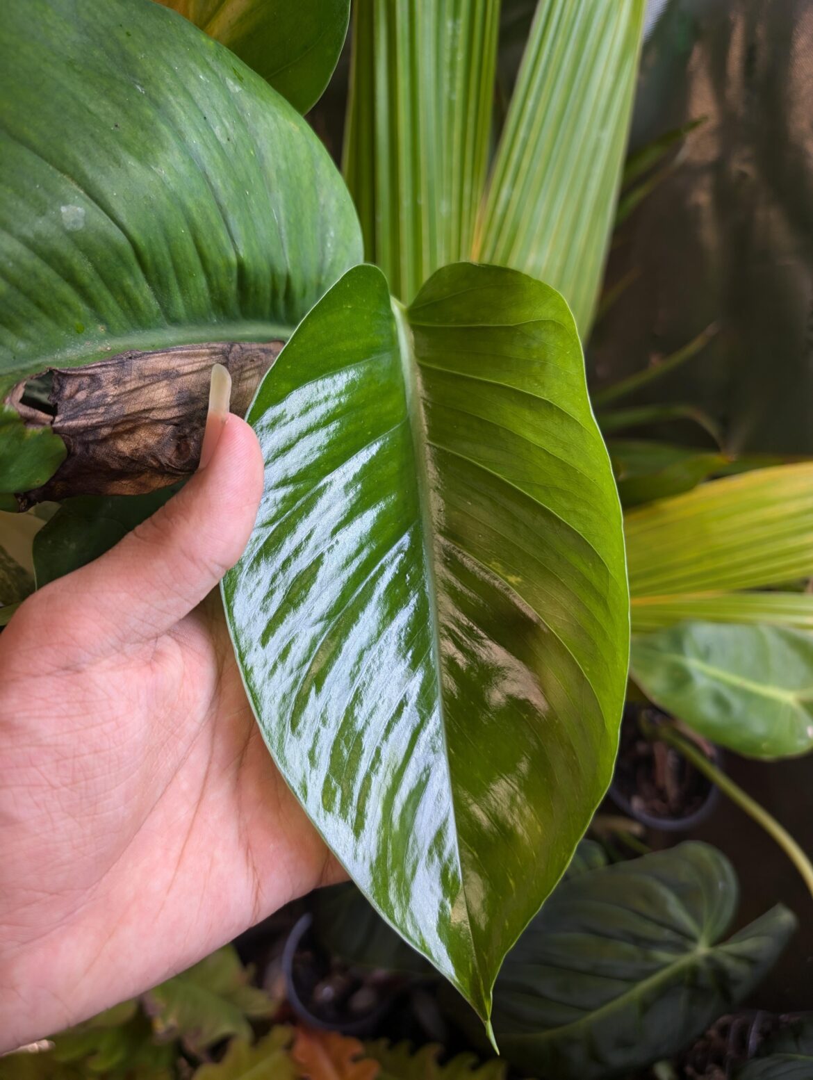 Very shiny new pothos leaf