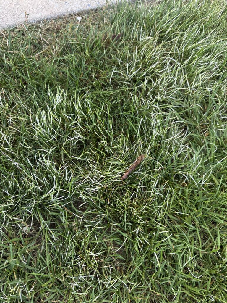 Lawn are company in my neighborhood turned weeds white, is this normal? Southeast PA