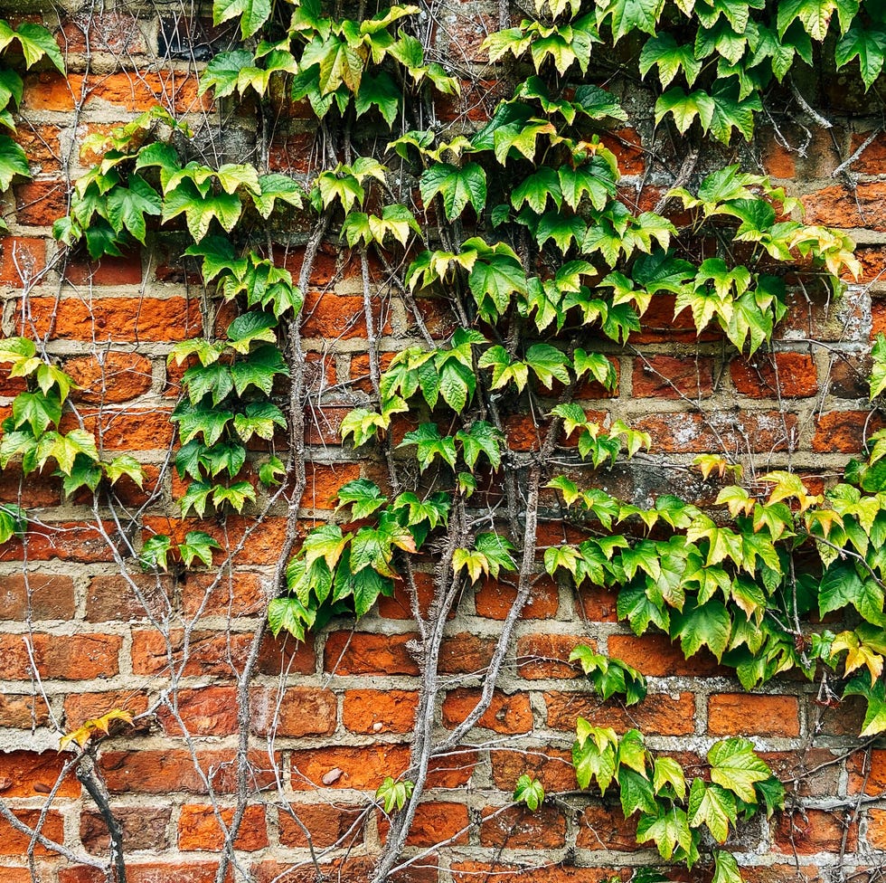 green ivy leaves and vines crawl up a vintage looking traditional red brick wall.