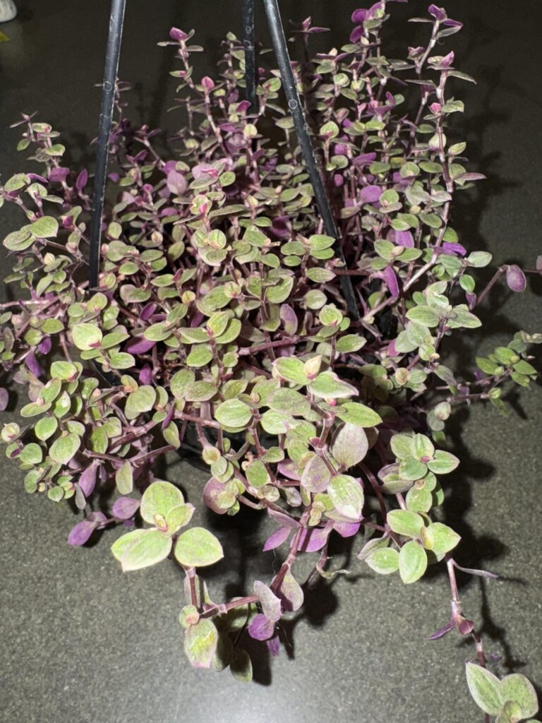 String of ??