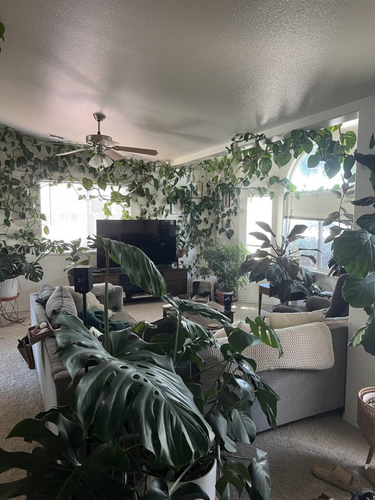 Need advice for moving enormous pothos to new house