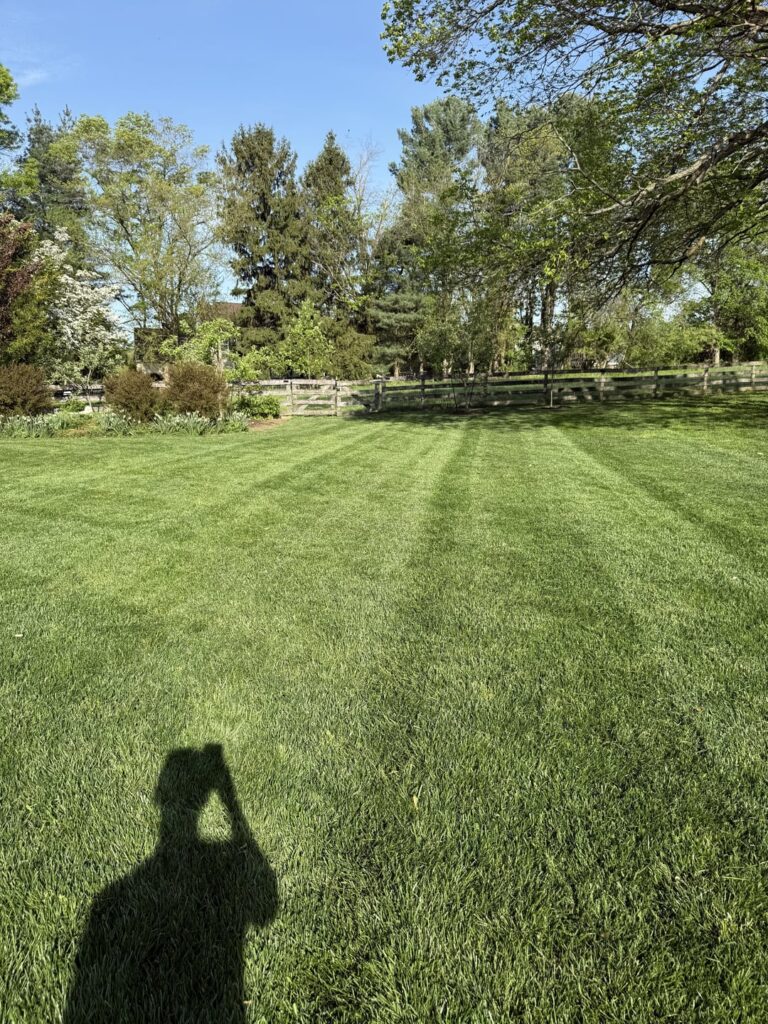 Wtf happened to my lawn this summer? before and after