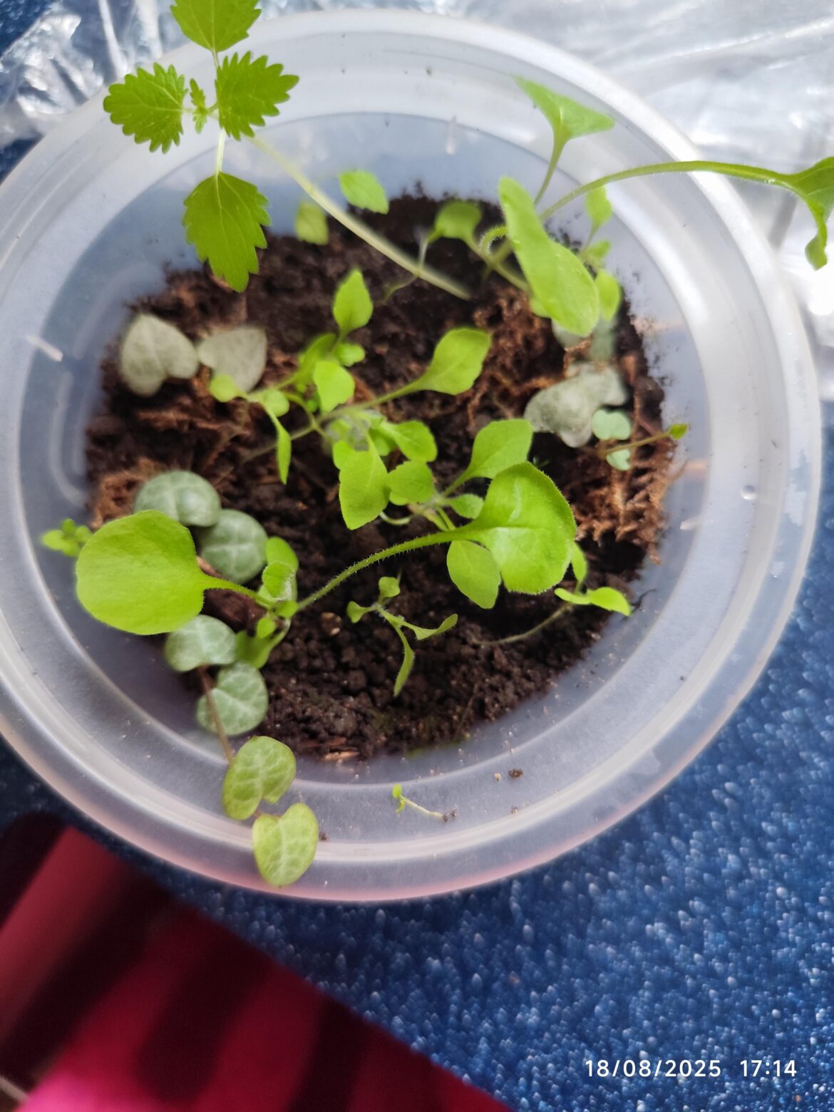 Propagating String of Hearts