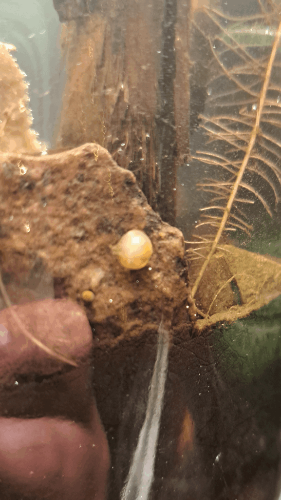 This thing showed up in the middle of the night This thing showed up in the middle of the night