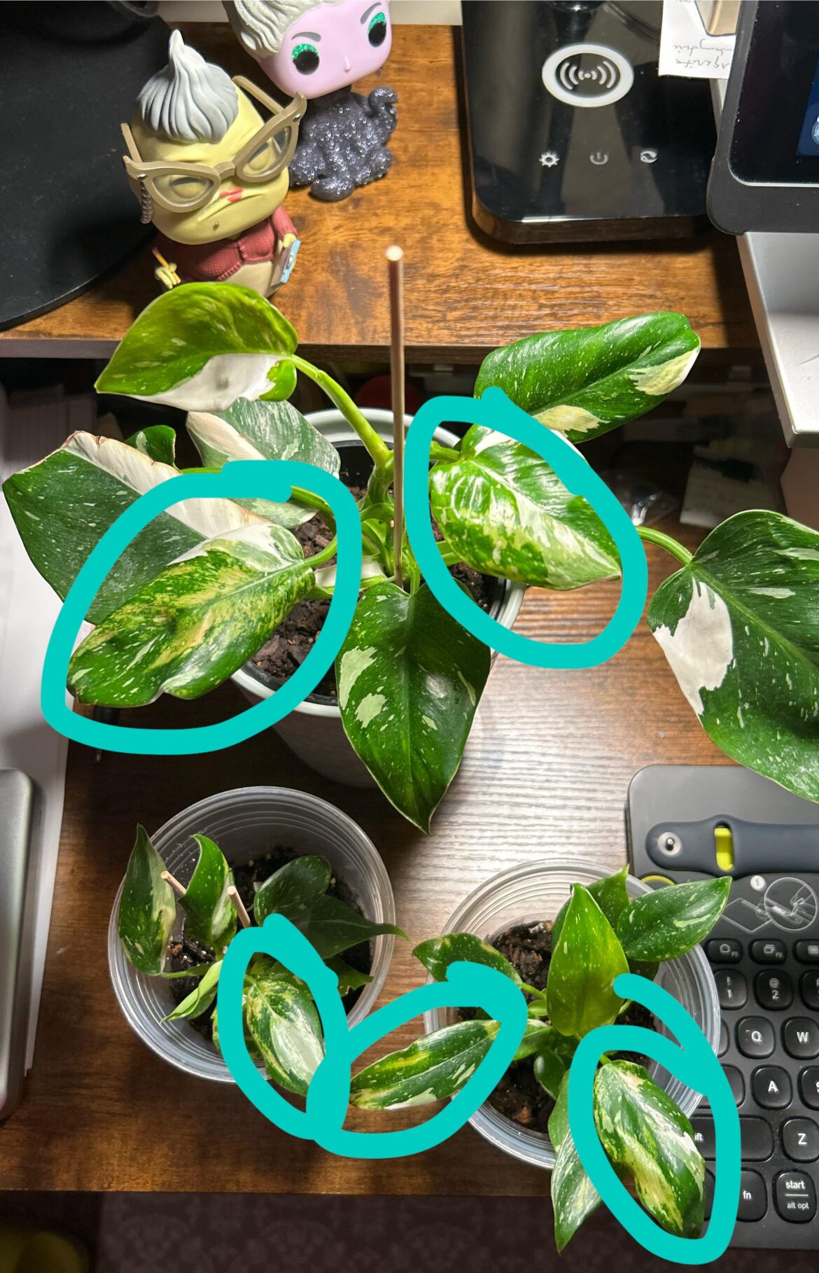 Is my White Wizard cursed?l