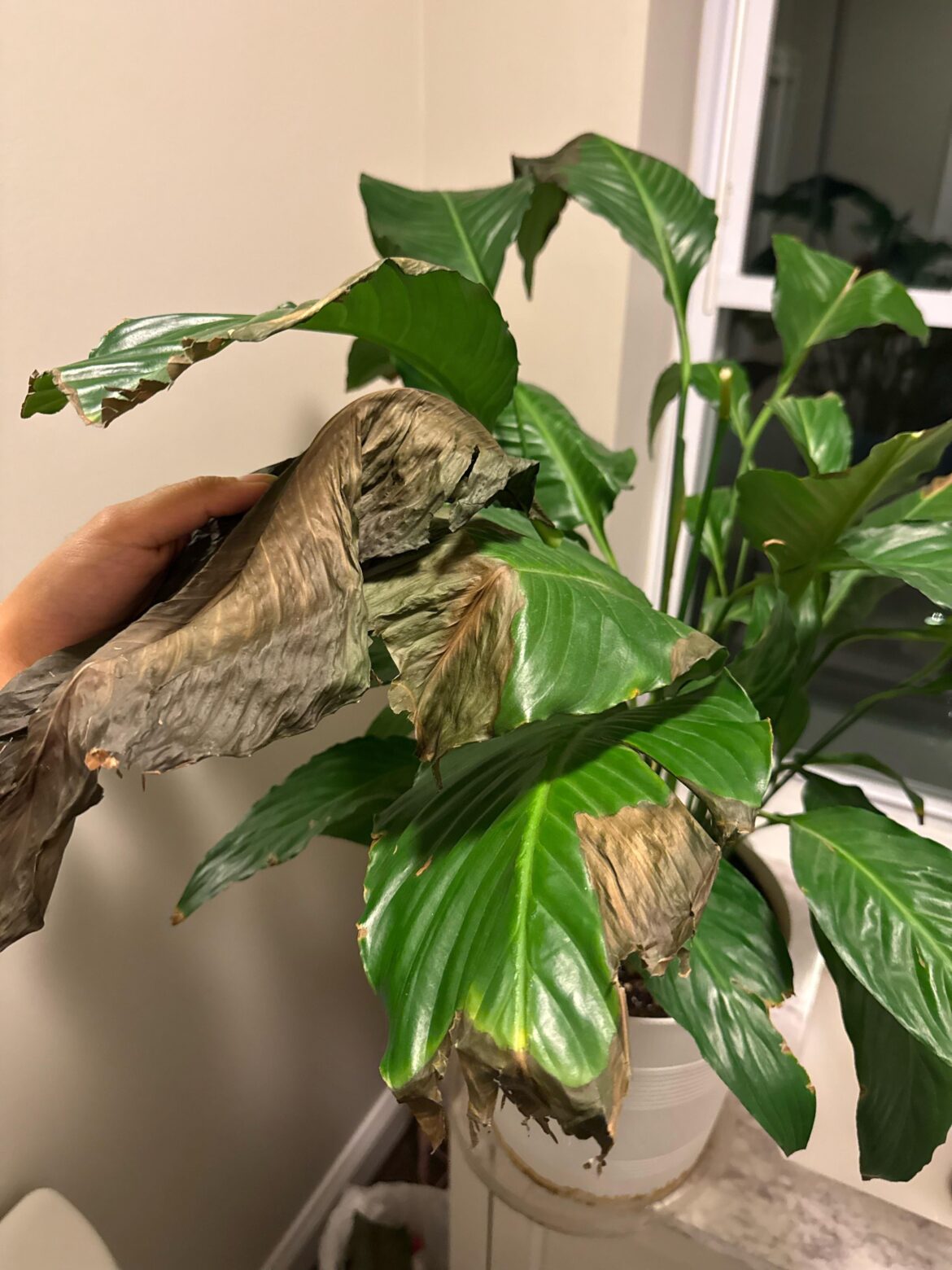 My Peace Lily is blackening and I have no idea why.