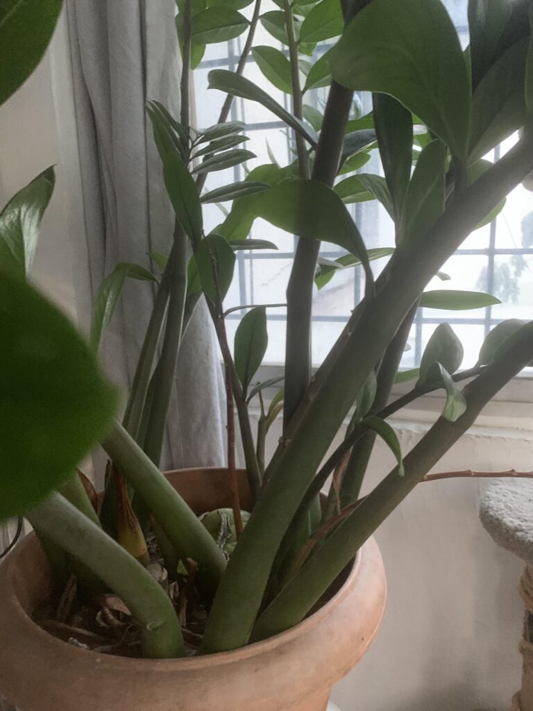 My plant suddenly went yellow and lost a lot of leaves My plant suddenly went yellow and lost a lot of leaves