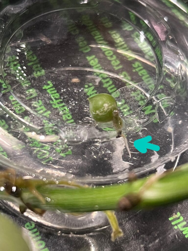Water propped pearl, when to move to soil?
