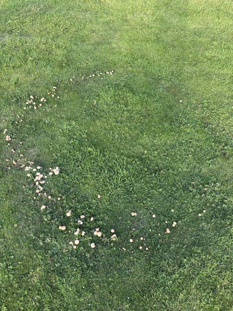 Anybody know why they grow like this?