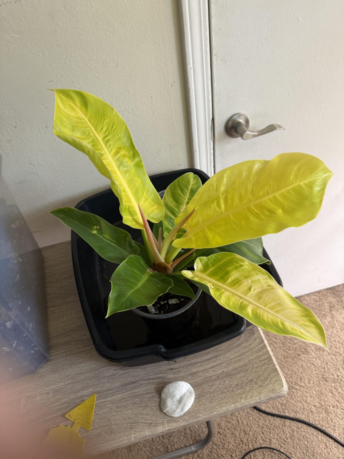 Repotting my philodendron No ID. Picked up from Target in June.