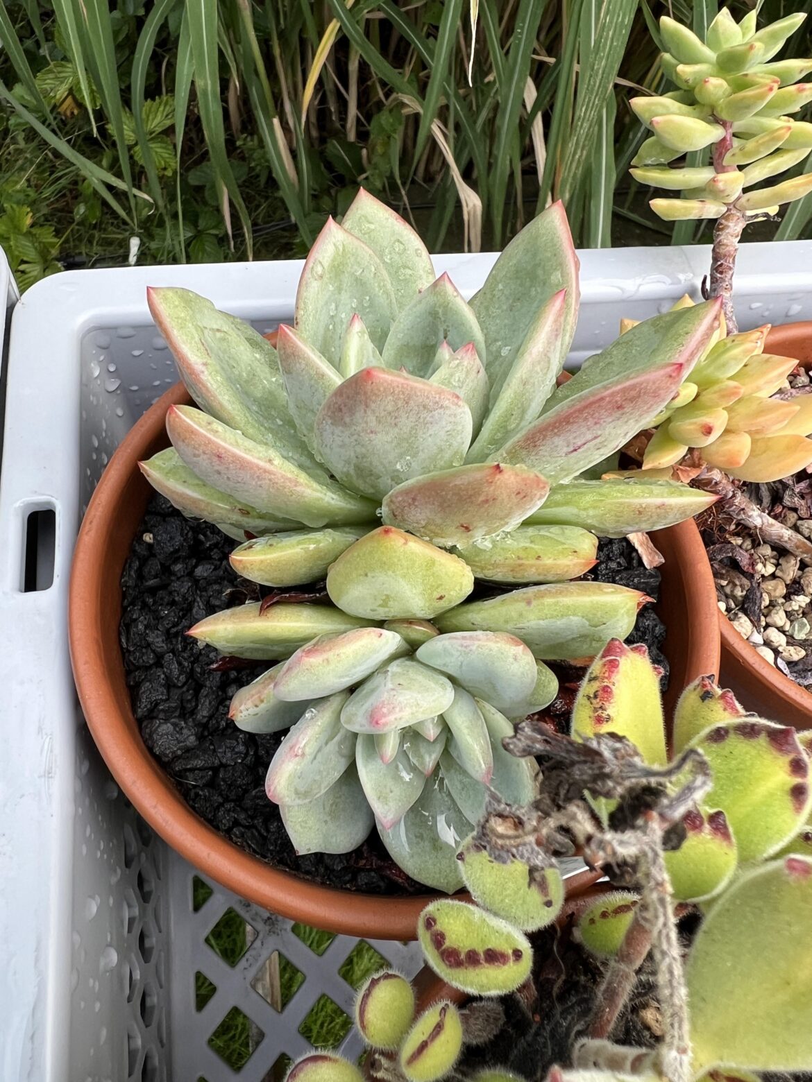 Echeveria Champagne after rain