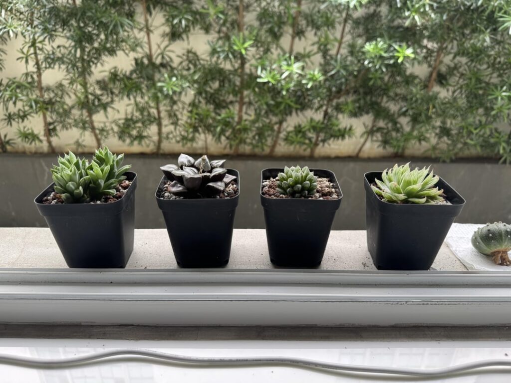 Are they healthy? Are they healthy?