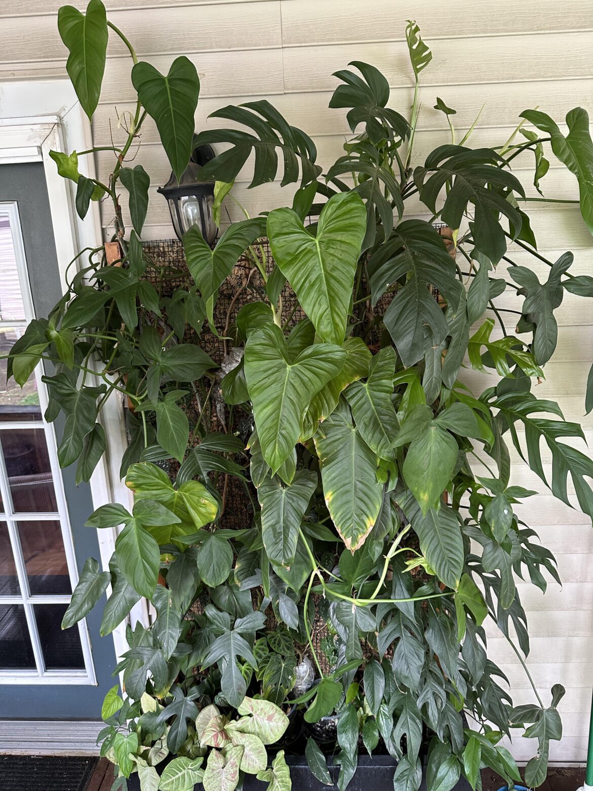 My living wall
