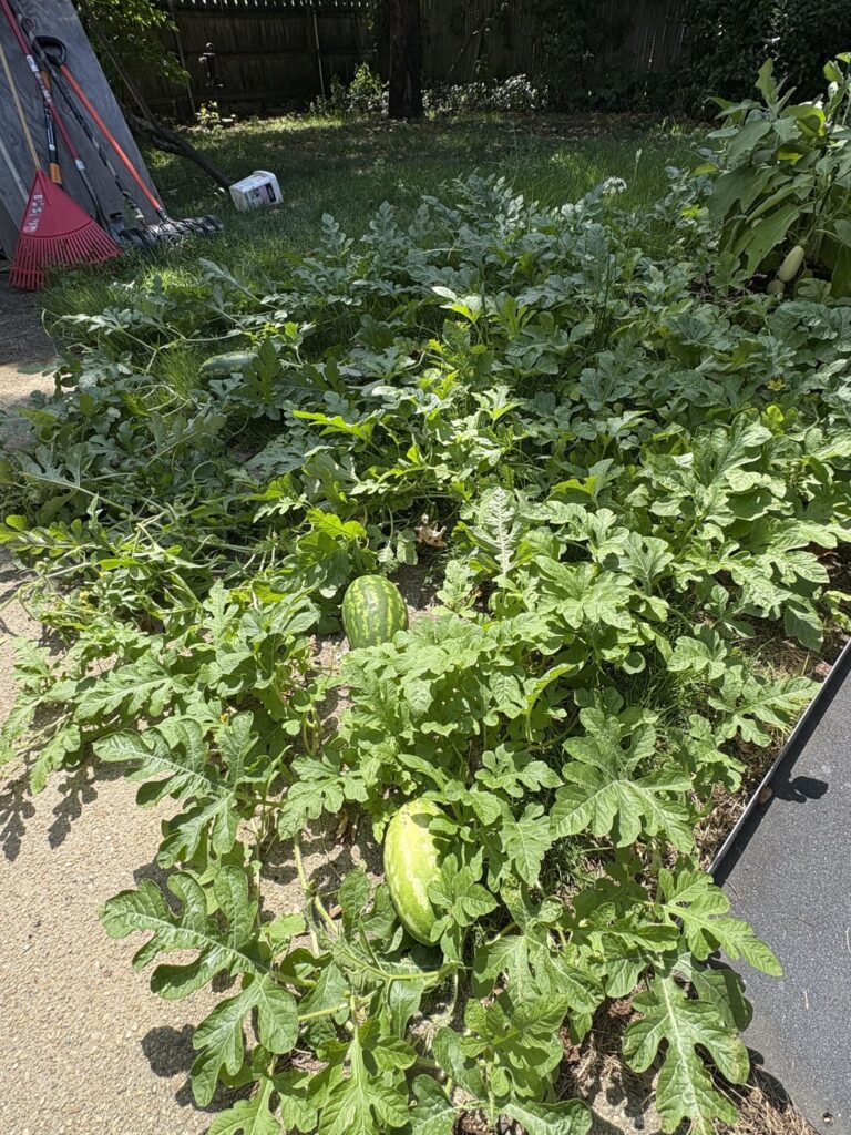 My watermelon plant is out of control and I don’t know what to do.