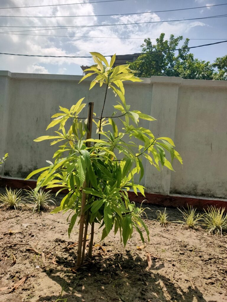 Should I prune my Cannonball tree? (Couroupita guianensis)