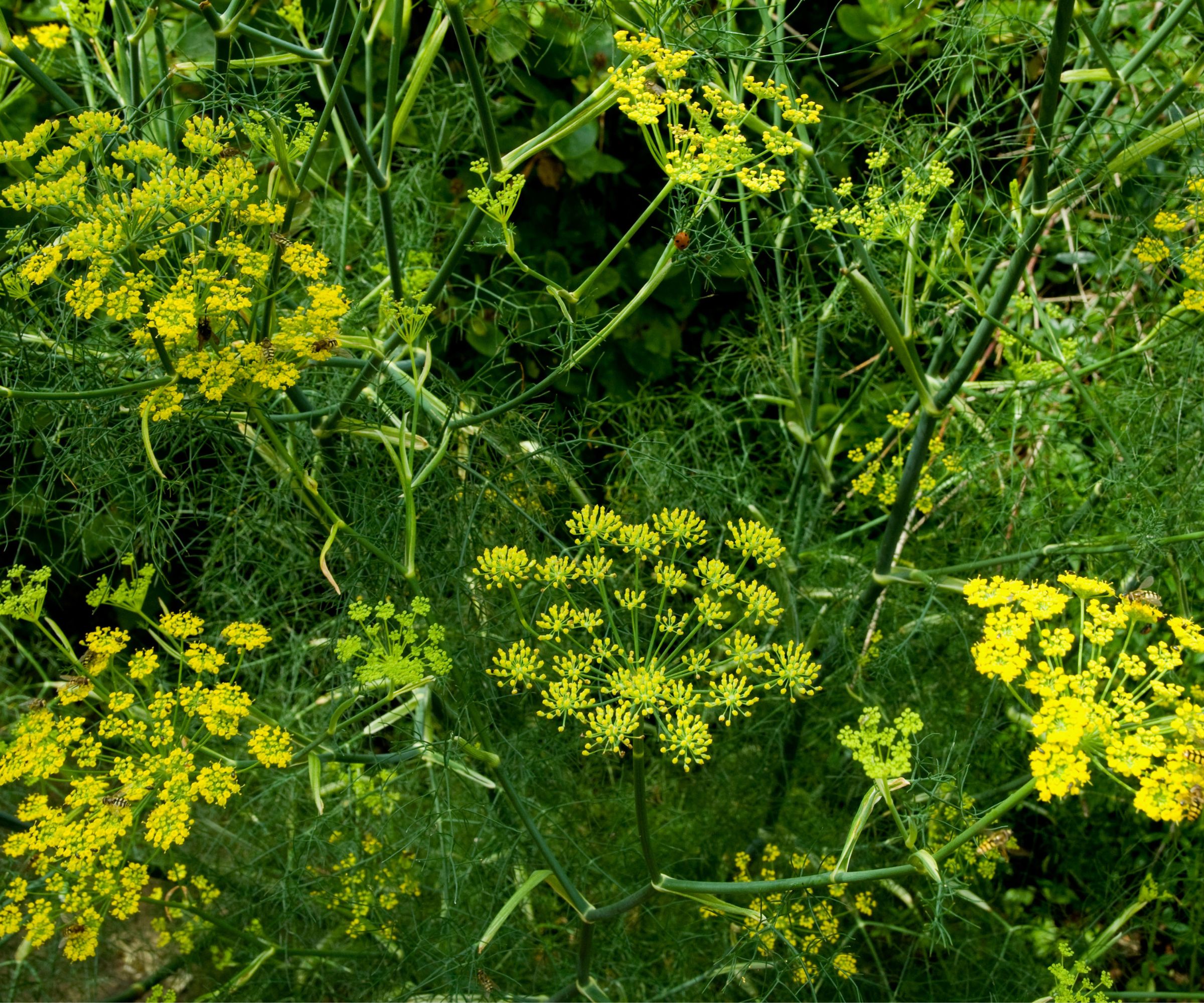 Yellow fennel foliage