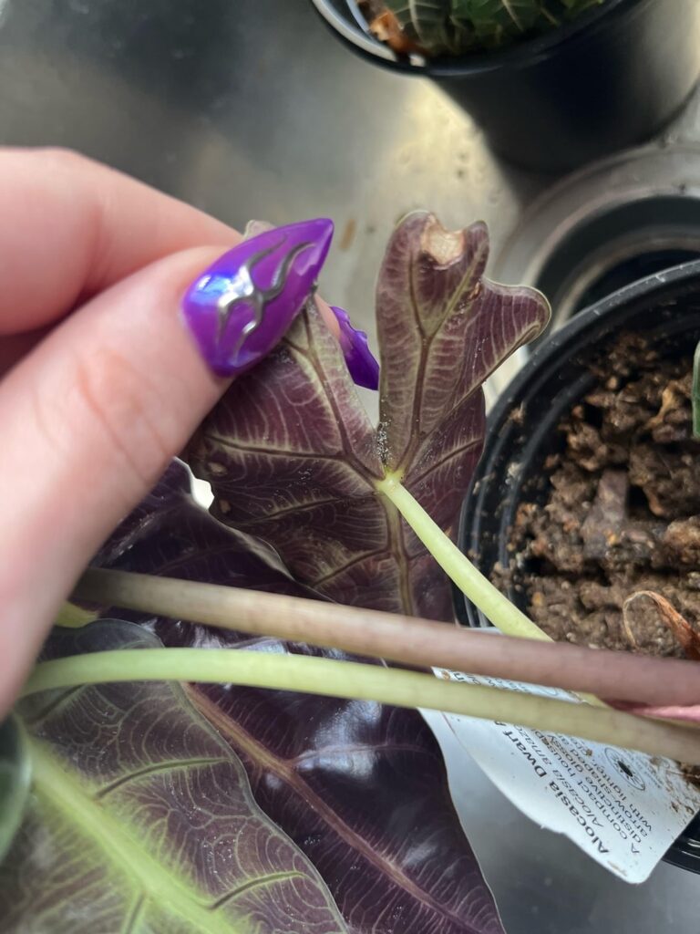 please tell me these aren’t spider mites 😭