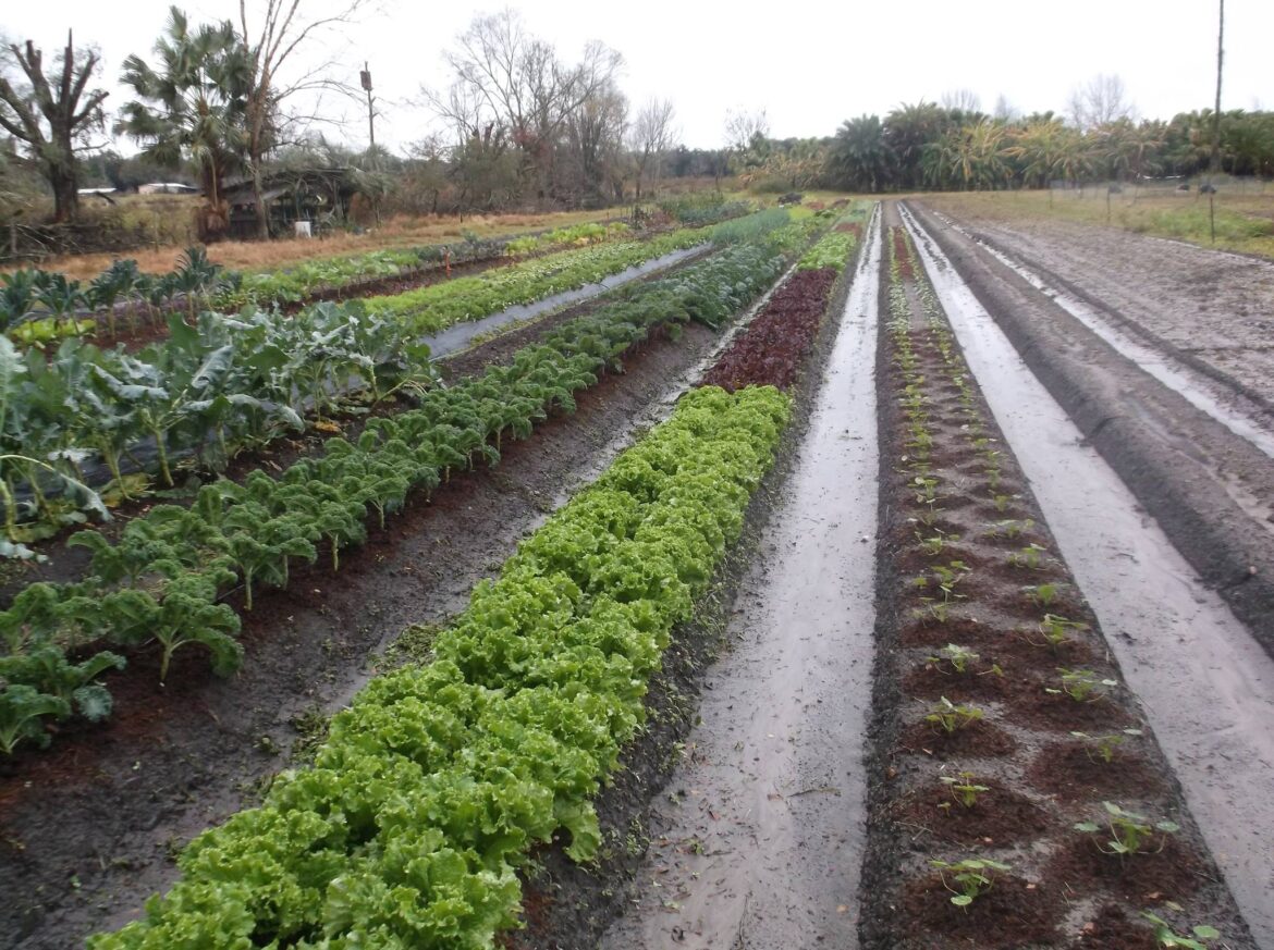Boys and Girls Club create "Garden for Good" to help with food insecurity