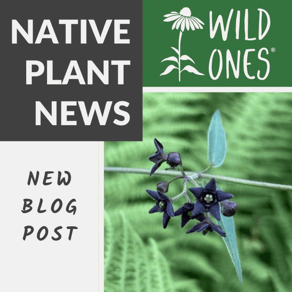 π± August Native Plant News is Here! πΏ π± August Native Plant News is Here! πΏ