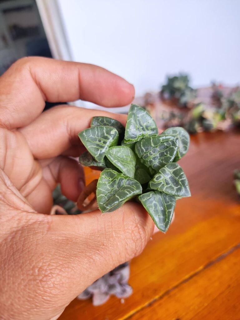 Hi. Which of these two haworthias do you recommend I buy? I’m new to the world of haworthias.