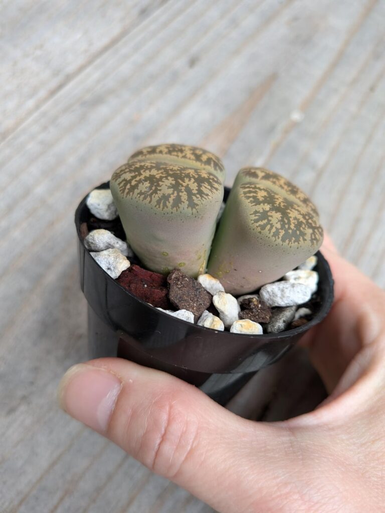 First timer, how’s it look? First timer, how's it look?